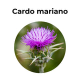 Flor de cardo mariano, planta medicinal utilizada tradicionalmente para apoyar la desintoxicación y el cuidado natural del hígado.
