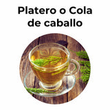 Infusión de cola de caballo natural en taza, planta medicinal utilizada tradicionalmente por sus propiedades diuréticas y depurativas.