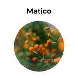Flores de matico (Leptocarpha rivularis) en detalle, planta medicinal chilena con propiedades cicatrizantes y depurativas.